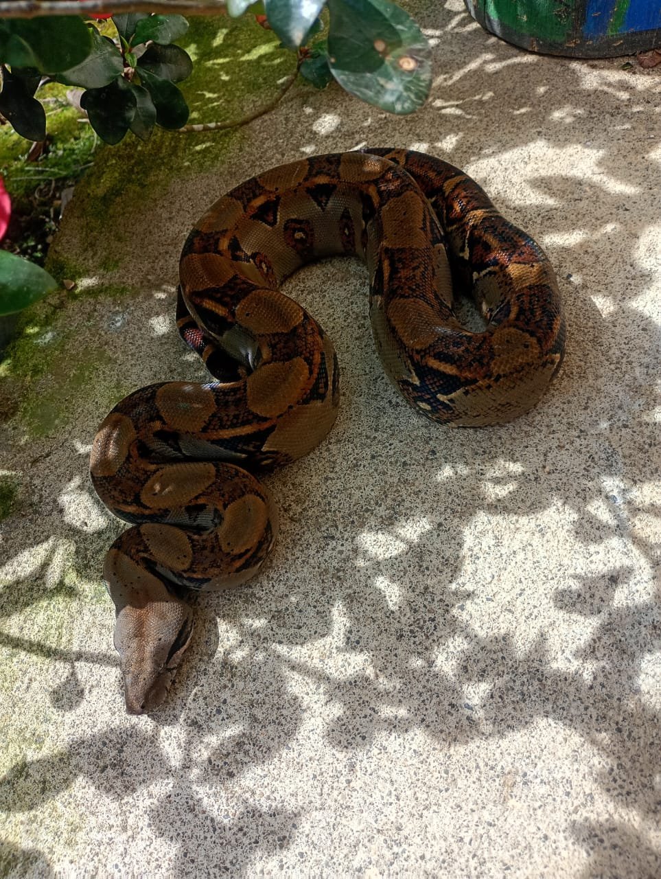 Boa constrictor