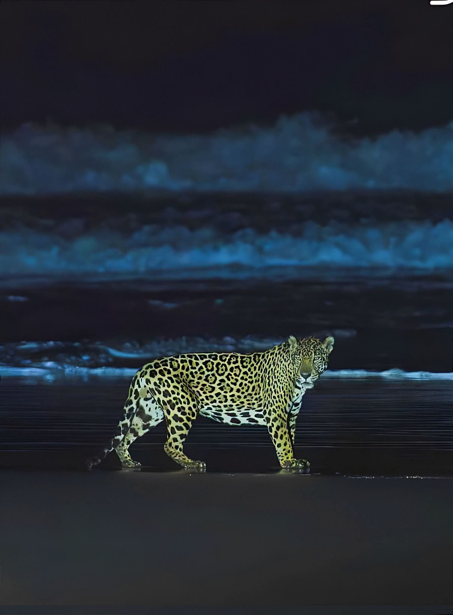 Jaguar en la playa de Tortuguero