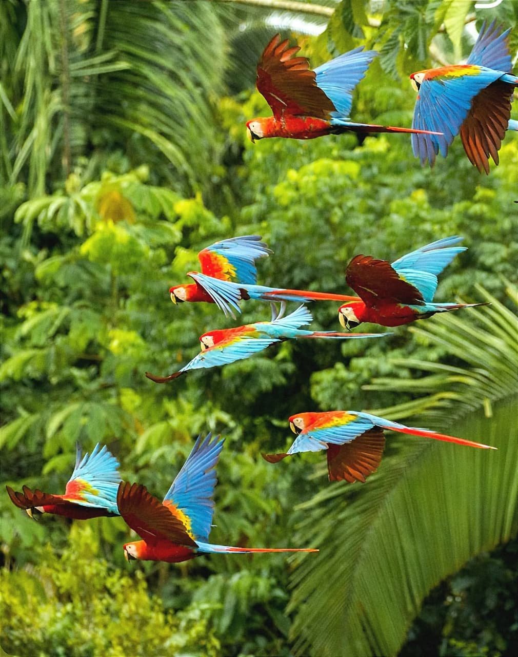 Lapas volando sobre la selva de Tortuguero